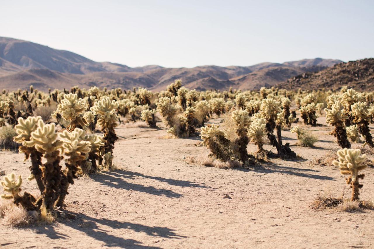 Modern Desert Dream - New Build Twentynine Palms Exterior foto